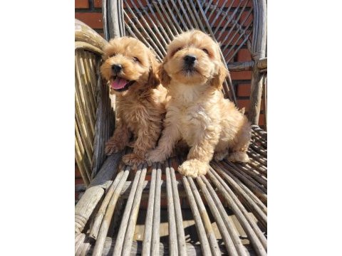 A kalite maltipoo yavrular