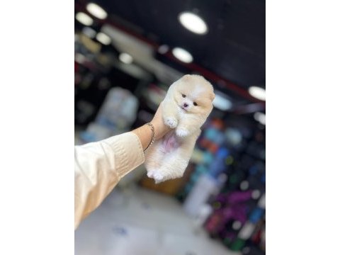 Saf pomeranian boo yavrularının adresi