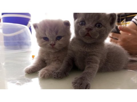 Scottish fold anne ve 2 yavrusu komple