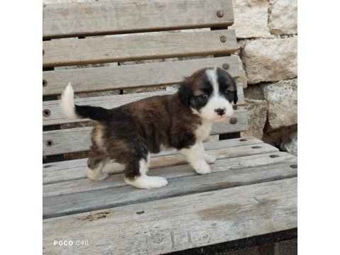 Fino bebek köpekler