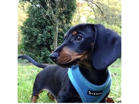 A kalite dachshund yavrular