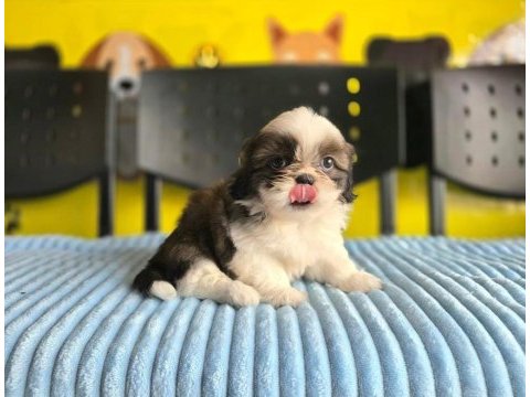 Korean morkie bebekler 2 kg