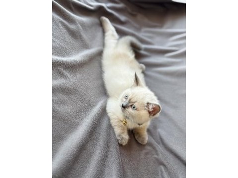 Scottish fold blue point
