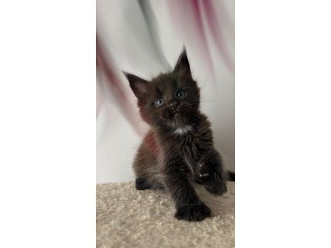 Sağlık ve ırk garantili minik maine coon devler