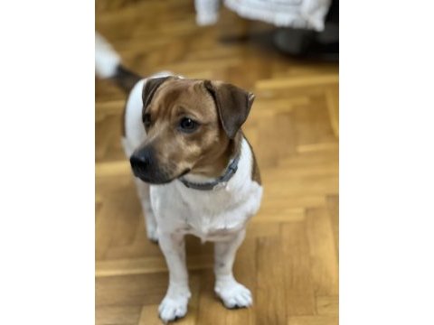 Oğlumuza gelin arıyoruz çiftleştirme jack russell