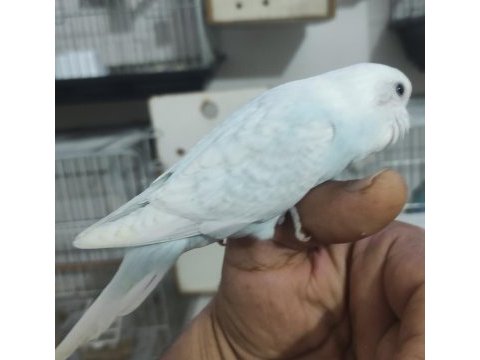 Ele alıştırmalık muhabbet kuşu bebekler