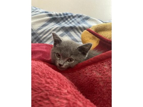 3 aylık british shorthair