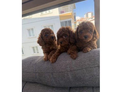 2.5 aylık toy poodle