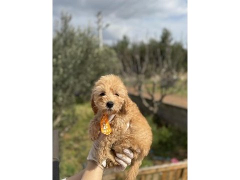 Güzeller güzel toy poodle kızımız