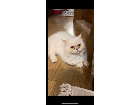 Güzel british longhair 7 aylık