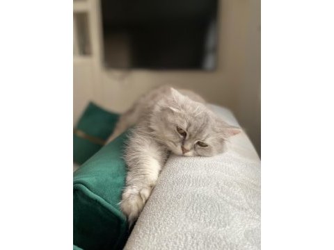 Mama karşılığı british longhair dişi
