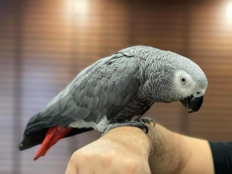 Sağlıklı geveze konuşan full evcil jako papağanı