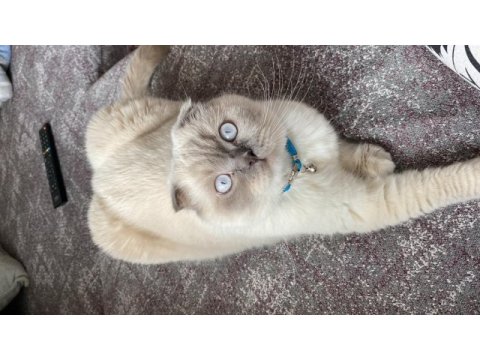 Erkek british shorthair sahiplendirilecektir