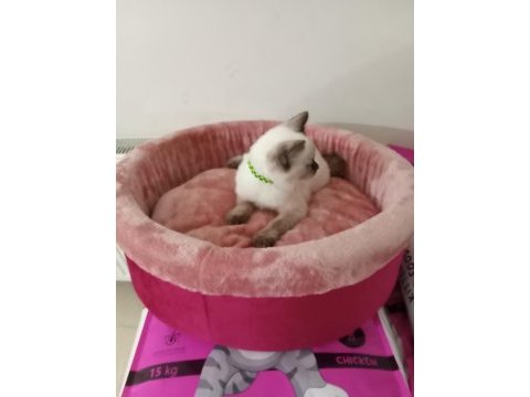 Scottish fold yavrularımız yeni sahibini bekliyor