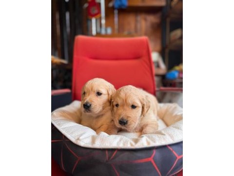 Burkem çiftliğimizden golden retriever dostunuz
