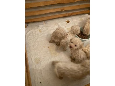 Evden bakımlı maltese terrierler