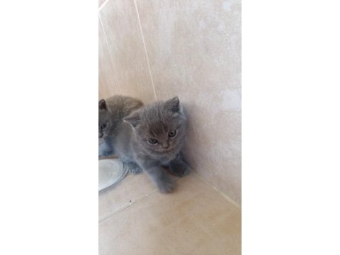 Uygun sahiplendirilecek british shorthair yavrular