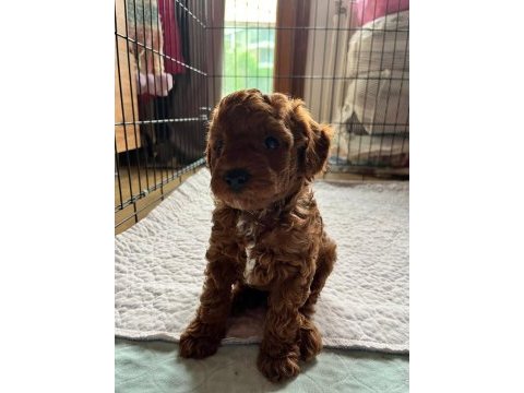 3 kilo toy poodle yavrularımız hazır