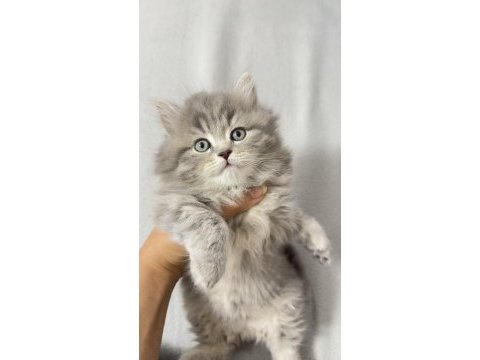 2.5 aylık erkek british longhair kedim