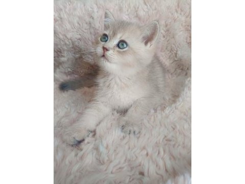 Fıstık british shorthair oğlum