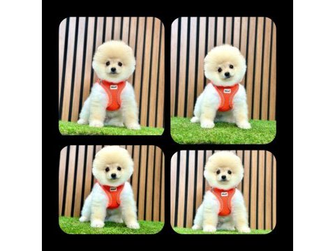Pomeranian boo yeni ailelerini bekliyorlar