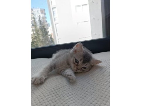 Bıcırların bıcırı british shorthair bebişlere yuva