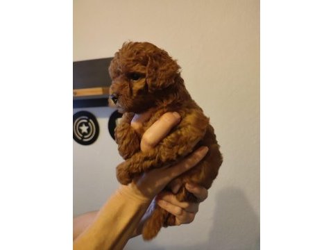 2 aylik orjinal toy poodle