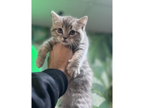 British shorthair silver tabby