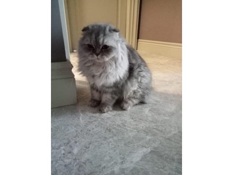 Scottish fold kedimize ücretsiz mutlu bir yuva arıyoruz