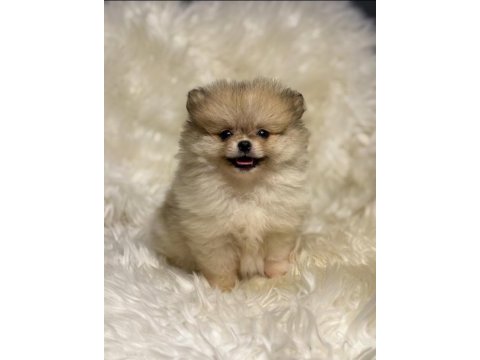 Teacup nadir partycolor ayı surat pomeranian