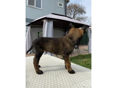 Belçika kurdu diğer adıyla malinois