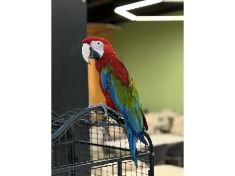 Kırmızı ara macaw yavrusu citypetshop