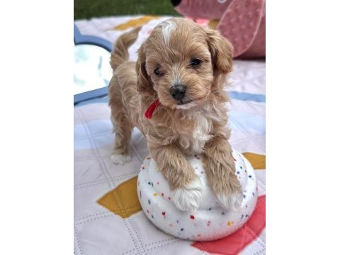 Aşılı mikroçipli maltipoo yavrularımız 