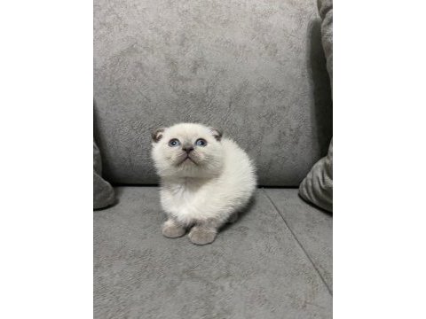 A kalite british shorthair yavrular