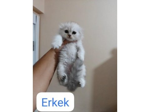 Ballı lokma scottish fold kedimiz