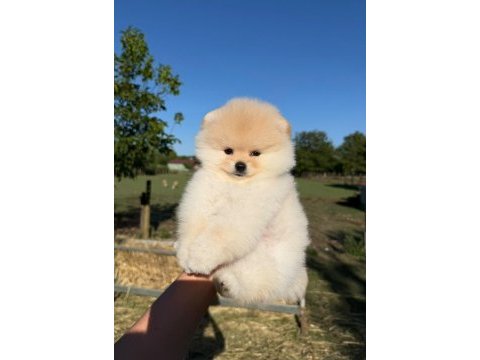 Yavru pomeranian boo köpeklerimiz