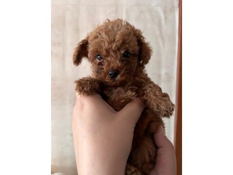 Minik poodle kurabiyeler