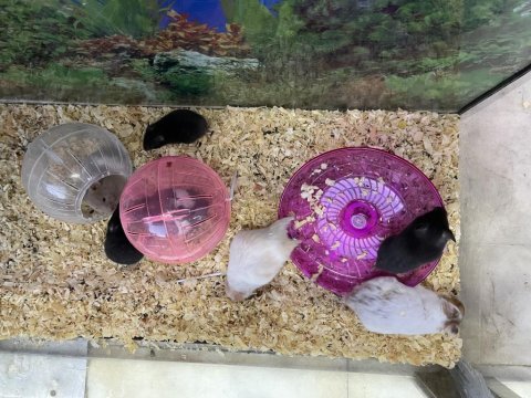 Yavru ve yetişkin hamster