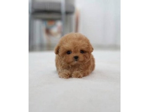 Eşsiz güzellikte maltipoo yavrusu 