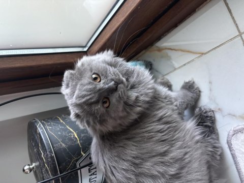 Kedimizi ücretsiz sahiplendirmek istiyoruz yedi aylık