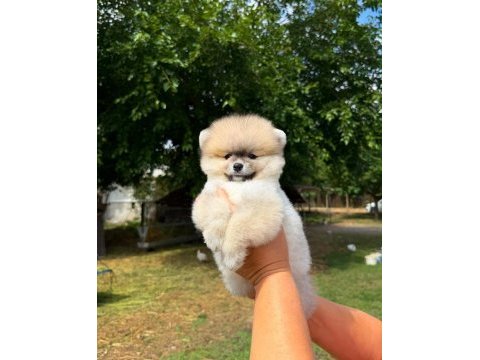 Pomeranian dişi orange bebek