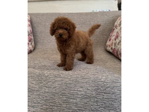 Kore a kalite dişi poodle yavrumuz