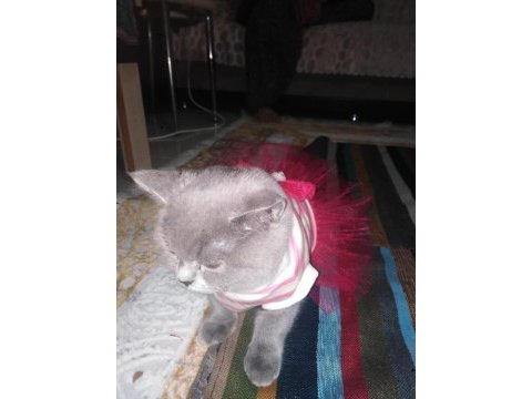 Förbi ev arıyor british shorthair