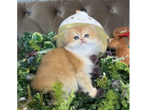 Yüksek kalite ny12 golden british longhair