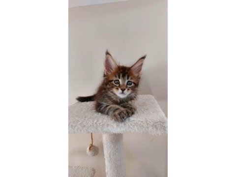 Full şecereli maine coon ünvanlı ebeveynlerden polydactil