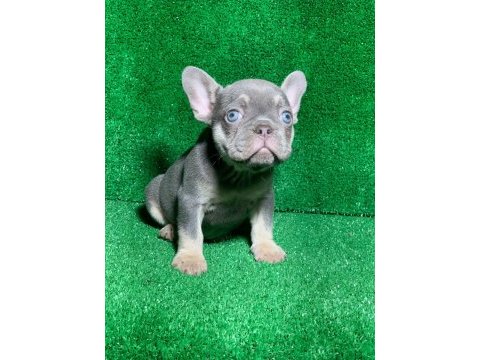 Muhteşem göz rengi lilak tan french bulldog