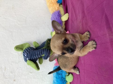 Sarı fırtına chihuahua