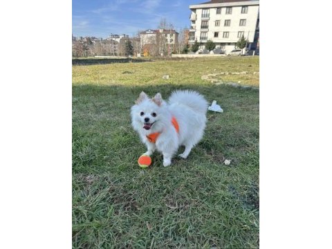 Pomeranian boo köpeğim