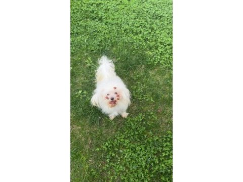 1 yaşında erkek maltese terrier yeni yuvasını arıyor