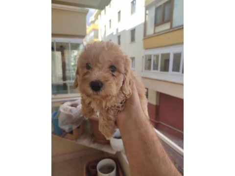 Yavru maltipoo